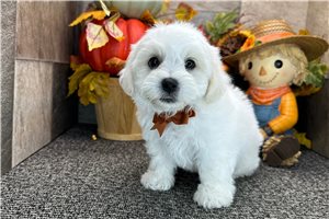 Victor - Bichon Frise for sale