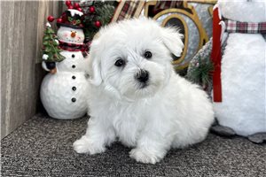 Oakley - Bichon Frise for sale