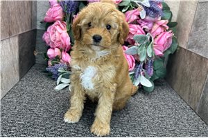 Tori - Goldendoodle, Mini for sale