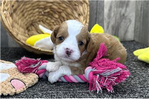 Sophia - puppy for sale