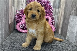 Owen - puppy for sale
