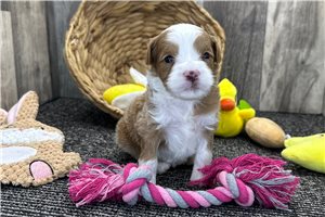 Sally - puppy for sale