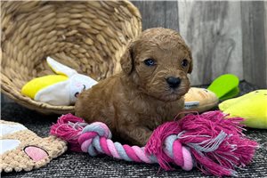 Sparkles - Goldendoodle, Mini for sale