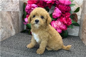 Spirit - Mini Goldendoodle for sale