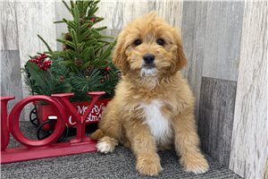 Nessie - Goldendoodle, Mini for sale