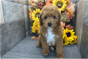 Turner - Mini Goldendoodle for sale