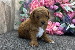Turner - Goldendoodle, Mini for sale
