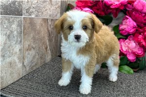 Sally - Goldendoodle, Mini for sale