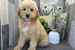 Orion - Goldendoodle, Mini for sale