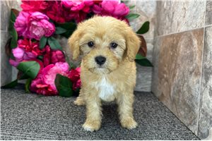 Sooner - Goldendoodle, Mini for sale