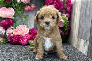 Spirit - Mini Goldendoodle for sale