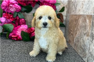 Sonny - Goldendoodle, Mini for sale