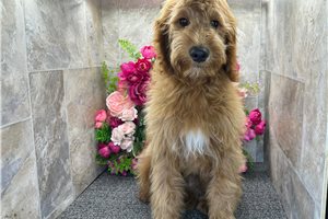 Oliver - Goldendoodle, Mini for sale