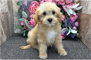 Sooner - Goldendoodle, Mini for sale