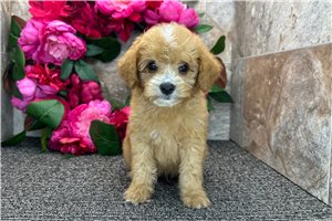 Samuel - puppy for sale
