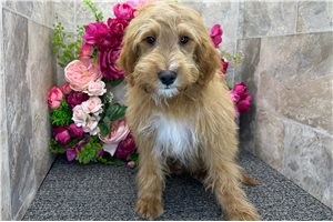 Onyx - Goldendoodle, Mini for sale