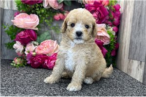 Sonny - Goldendoodle, Mini for sale