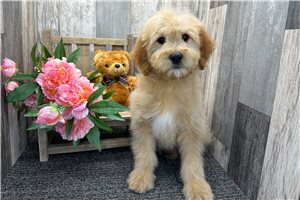 Orion - Goldendoodle, Mini for sale