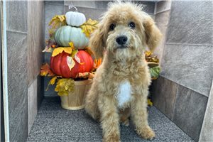 Spirit - Mini Goldendoodle for sale