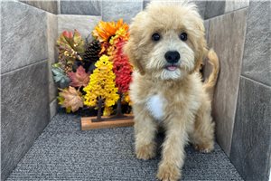 Spirit - Goldendoodle, Mini for sale