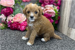 Suzy - Goldendoodle, Mini for sale