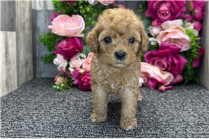 Sparkles - Goldendoodle, Mini for sale