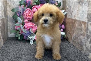 Spirit - Goldendoodle, Mini for sale