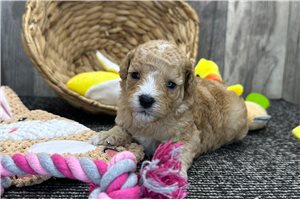 Sonny - puppy for sale