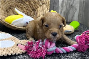 Sooner - puppy for sale