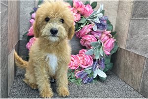 Spirit - Goldendoodle, Mini for sale