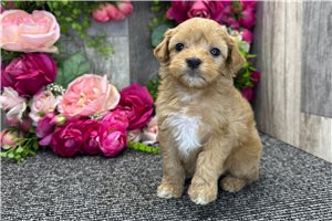 Sooner - Goldendoodle, Mini for sale