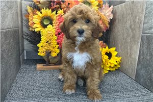 Talia - Mini Goldendoodle for sale