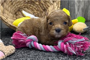 Spirit - puppy for sale