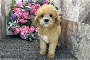 Spirit - Goldendoodle, Mini for sale