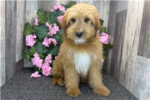 Onyx - Goldendoodle, Mini for sale