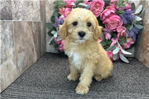 Sooner - puppy for sale