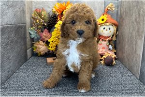Turner - Mini Goldendoodle for sale