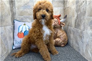Turner - Mini Goldendoodle for sale