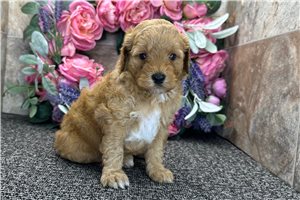 Tori - puppy for sale