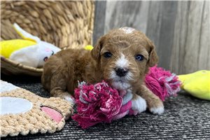Suzy - puppy for sale
