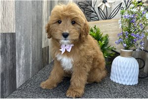 Onyx - Goldendoodle, Mini for sale