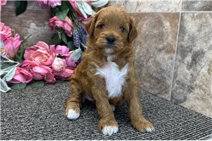 Talia - Goldendoodle, Mini for sale
