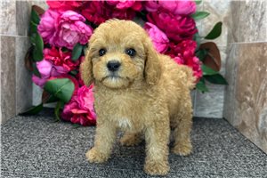 Sparkles - puppy for sale