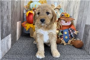 Nixon - puppy for sale