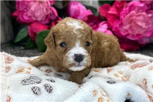 Samuel - puppy for sale