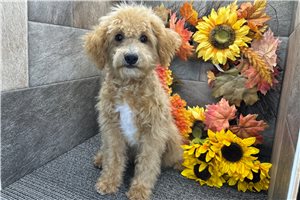 Spirit - Goldendoodle, Mini for sale