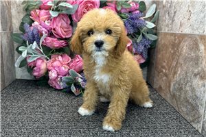 Suzy - puppy for sale