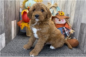 Norris - puppy for sale