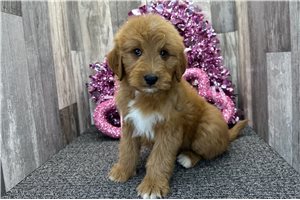 Oscar - puppy for sale