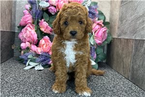 Turner - Goldendoodle, Mini for sale